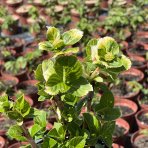 Hortenzia kalinolistá (Hydrangea macrophylla) ‘HI RIVER’® - výška 10-15 cm, kont. C2L 